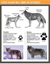 Gray Wolf Status And Protections Gray Wolves Are Native To California And Up Until Very Recently Had Not Been Present In The State Sin Grey Wolf Wolf Wolf Dog