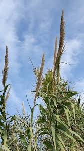 Image result for Arundo donax