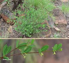 Image result for Cryptolepis oblongifolia