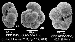 Image result for Schoenoplectiella microglumis