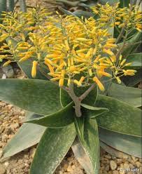 Image result for Aloe wildii