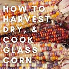 October 15, 2018 pathway to his presence b.j. How To Grow Harvest Dry And Cook Beautiful Glass Gem Corn Dengarden