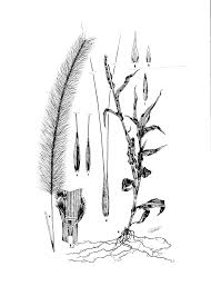 Image result for Perotis patens