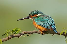 The Common Kingfisher Alcedo Atthis Common Kingfisher Kingfisher Beautiful Birds