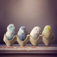 24 7k Likes 655 Comments Rupa Sutton Freyaeverafter On Instagram Definitely The Prettiest Eastereggs We Ve Ever Had Pet Birds Cute Birds Funny Birds
