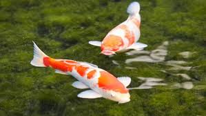 If using alka selter to euthanize a koi. How To Dispose Of Dead Koi Fish How To Revive A Dead Butterfly Koi Gold Fish Fighting Then Pack It In A Plastic Seal Bag And Then Bury It
