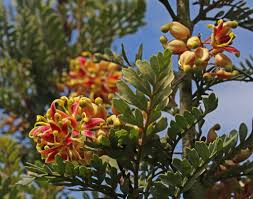 Image result for Agelanthus fuellebornii