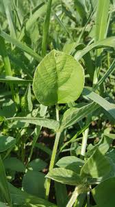 Image result for Neonotonia wightii