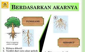 12 berdasarkan perkembangan lembaga akar dibedakan : Pohon Mangga Akar Serabut Atau Tunggang Akarkua