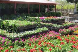 Maybe you would like to learn more about one of these? The 4 Best Plant Nurseries In Mesa