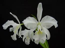 CATTLEYA WARSCEWICZII ALBA ENVIGADO x LEO HOLGUIN orchid HUGE BLOOM SIZE  $184.50