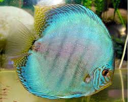 Visit us online today at the ifish store! Thailand Cobalt Blue Diamond Discus Fish Arizona Aquatic Gardens