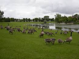 They should not have access to your garbage either. Keep Geese Off Your Lawn Mark S Lawn Service Inc