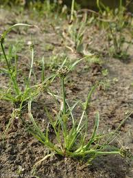 Image result for Cyperus mollipes