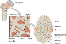 (micrograph provided by the regents of university of michigan. Spongy Bone Cancellous Bone Definition Function Biology