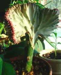 When it comes to plants like cacti and succulents, the home depot has you covered. How To Care For Coral Cactus Grafted Euphorbia Lactea Crest Page 2
