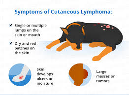 The swelling isn't painful, but it's important to take your dog to the vet as soon as possible. Lymphoma In Dogs Canna Pet