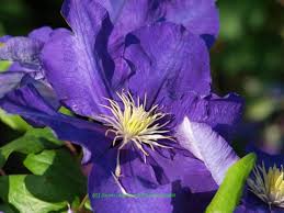 Data specific to clematis (edit). Clematis Lady Betty Balfour Waldrebe Blauviolett Clematis Lady Betty Balfour Waldrebe Blauviolett