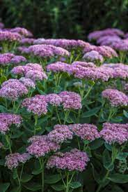 They're available in a slew of varieties, so you're sure to find the perfect type to add visual interest to your garden. 30 Best Fall Flowers For An Autumn Garden Prettiest Flowers To Plant In The Fall