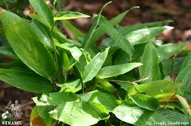 Image result for Maranta arundinacea