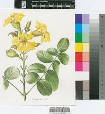 Image result for Markhamia obtusifolia