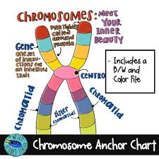 Science Anchor Chart Scaffolded Note The Chromosome Tpt