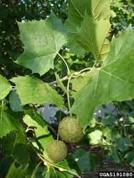 Klein, andrew sycamore is a massive tree reaching 75 to 90 feet in height, has a rapid growth rate, and tolerates. Platanus Occidentalis American Plane Tree American Sycamore Buttonwood Eastern Sycamore Sycamore North Carolina Extension Gardener Plant Toolbox