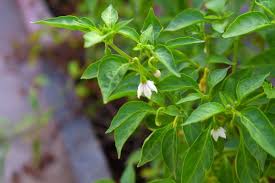 However, the flowers can fail to pollinate most peppers will drop their blooms when daytime temperatures get much above 90 degrees f. Chilli Flower Drop Pepper Mirchi Causes Control Methods A Good Tree