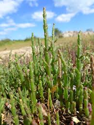 Image result for Salicornia pachystachya