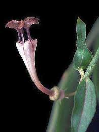 Image result for Ceropegia rendallii