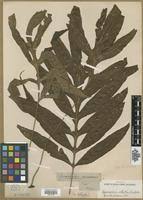 Image result for Grammitis