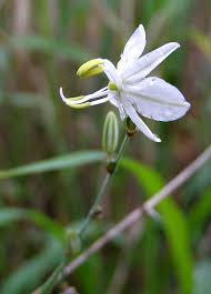 Image result for Chlorophytum galpinii