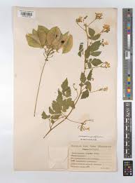 Image result for Cardiospermum grandiflorum