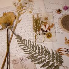 Check spelling or type a new query. Academia Like The Nut My Collection Of Pressed Flowers And A Sculpture