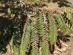 Image result for Xylopia acutiflora