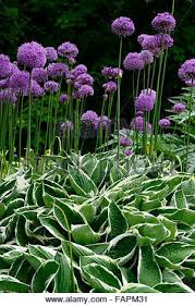 Allium Purple Sensation Hosta Francee Purple Green Variegated Foliage Stock Photo 92697111 Alamy Hosta Francee Plants Plant Combinations
