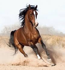 Tania Regina Adli Kullanicinin Adiga Horses Wild And Free Cerkes Atlari Atlar Asil Atlar Panosundaki Pin Vahsi Atlar Atlar Hayvanlar