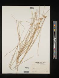 Image result for Ascolepis protea