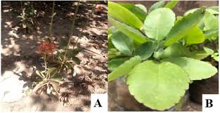 Image result for Kalanchoe crenata