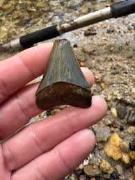 When it warms up in Pitt County😎🦈