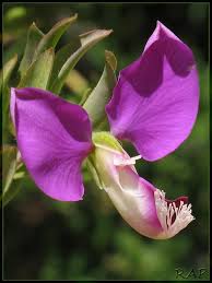 Image result for Polygala sphenoptera
