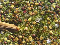 Image result for Wolffia