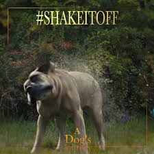 Josh gad (bailey), dennis quaid (ethan), and betty gilpin (gloria)!picking up where a dog's purpose left off, a dog's journey, continues the tale of lovable farm dog bailey, as he finds a new destiny and forms an unbreakable bond, and learns that some friendships transcend lifetimes. A Dog S Journey Home Facebook