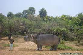 Hippopotamus Gorgops Hippopotamus American Lion Smilodon