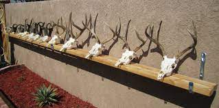 How To Clean A Deer Skull Easy Professional Method - Youtube