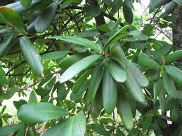 Image result for Brexia