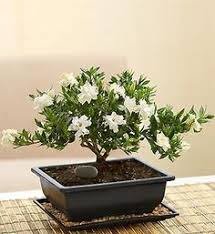 The avocado (persea americana) is a tree that grows to heights of 40 and the flowers. 12 Bonsai Ideas Bonsai Bonsai Tree 1800flowers