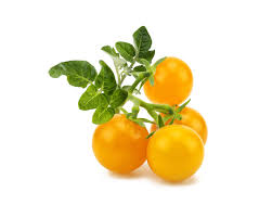 1 pound red and yellow cherry tomatoes. Yellow Mini Tomato Plant Pods Click Grow