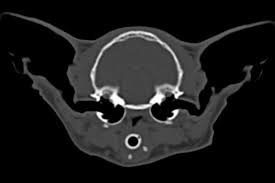 Sensory tilting head to one side. Vestibular Disease Fitzpatrick Referrals