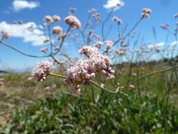 Image result for Afroligusticum